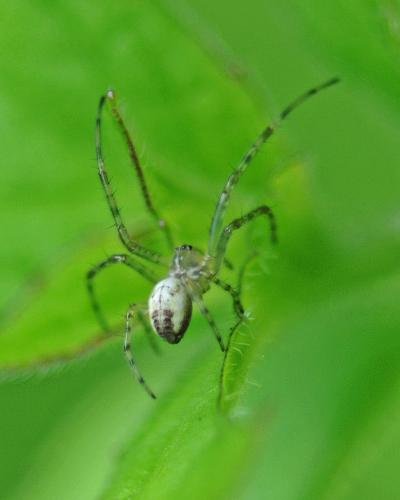Metellina sp.
